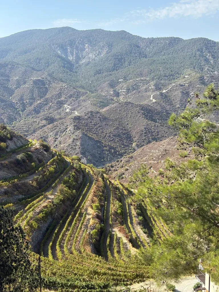 Mediterranean Wine Tasting Experience 