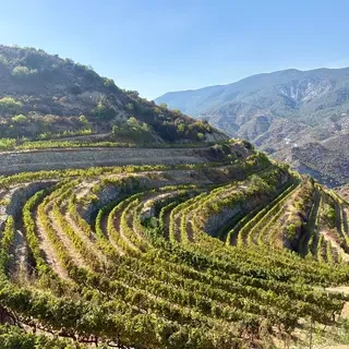 Cyprus Wine Tasting Experience Program