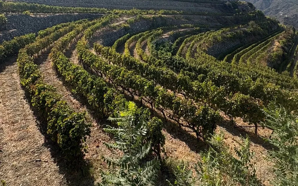 Crete Vineyards 