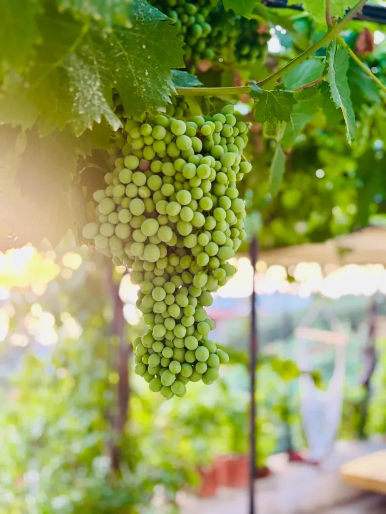 Grapes hanging