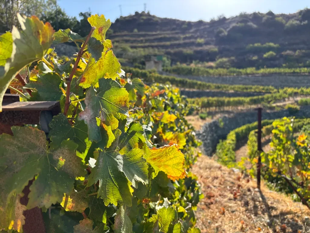 Cyprus Wine Tasting Experience Program 