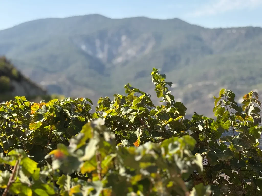 Cyprus Wine Tasting Experience