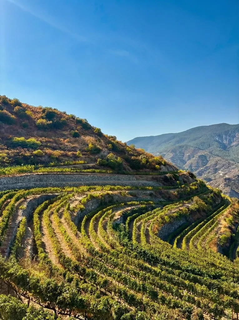 Cyprus Wine Tasting Experience